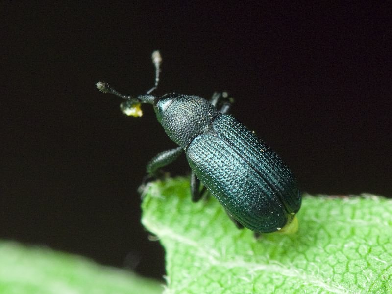 Magdalis (Magdalis) duplicata Germar, 1818